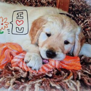 WhatsApp Image 2024-11-11 at 12.18.33