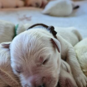 WhatsApp Image 2025-04-30 at 17.04.26 (3)